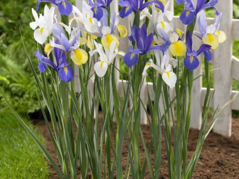 Come piantare iris olandesi