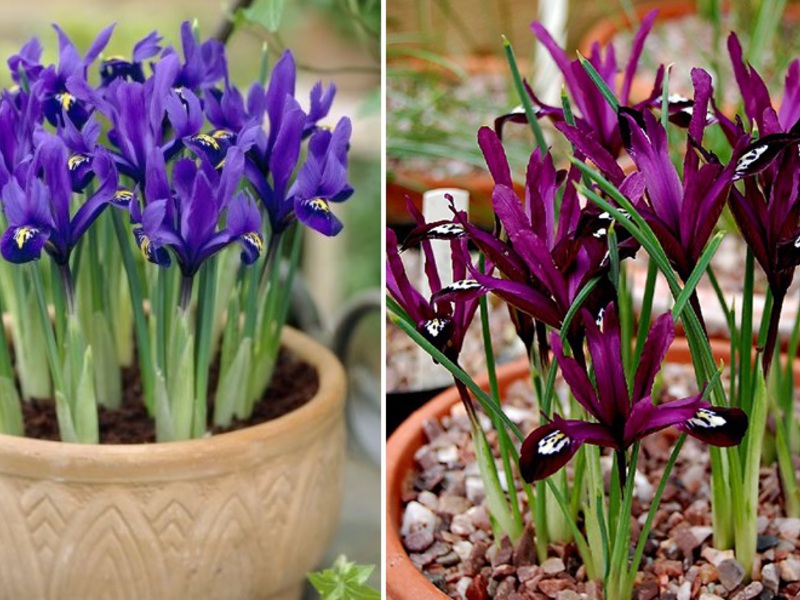 Iris pflanzen und anbauen