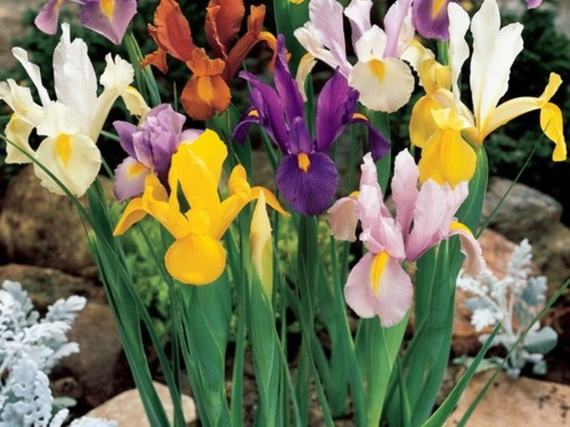 Tubercules d'iris hollandais