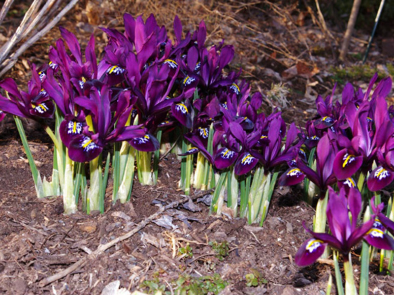 Periode med blomstrende iris