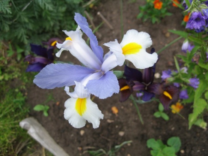 Blühende Iris