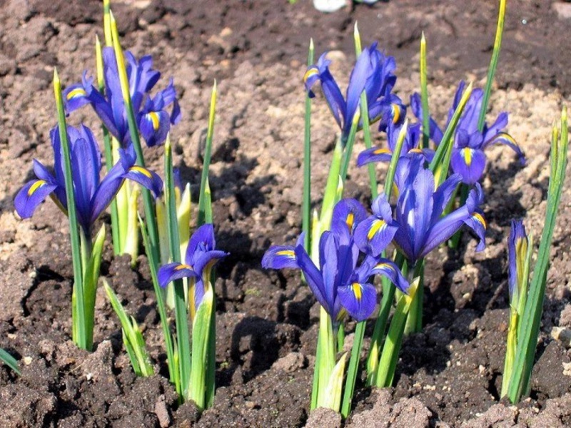 Comment poussent les iris hollandais