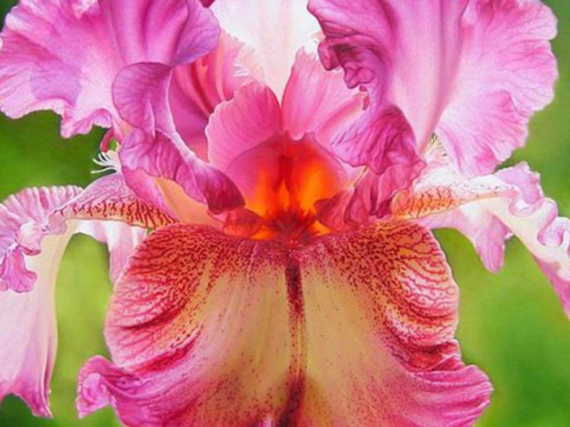 Izgled nizozemskih irisa