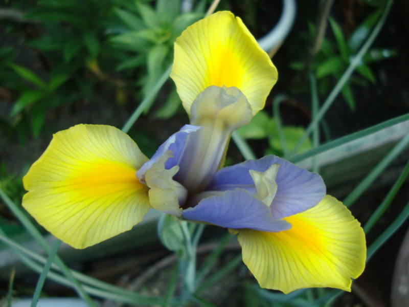 Irisuri bulboase