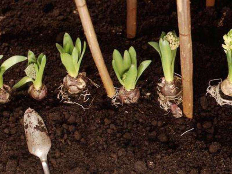 Bolvormige irissen planten en verzorgen