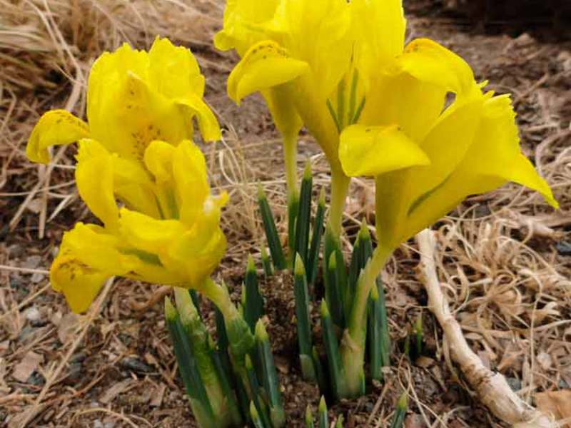 Mga irises na Dutch sa hardin