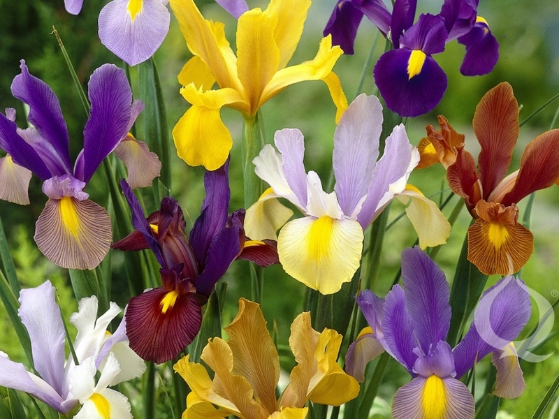 Come e dove piantare iris olandesi
