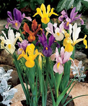 Mga irises na Dutch