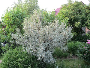 Le loch argenté est particulièrement décoratif parmi les plantations de fleurs bleues et violettes