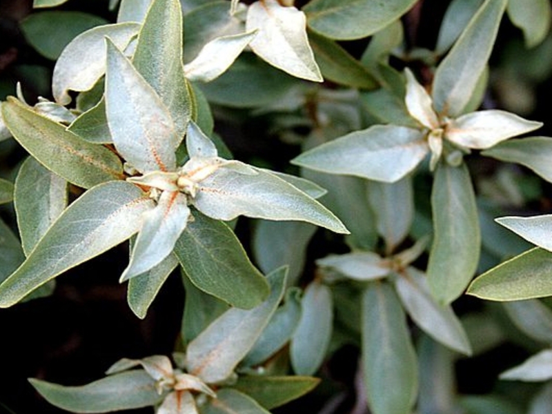 Сребрна сиса је посебно декоративна међу засадима плавих, љубичастих биљака