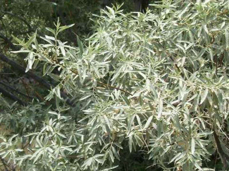Сребрна сиса је посебно декоративна међу засадима плавих, љубичастих биљака