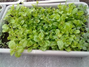 Kasvavat sormustinkukkakasvit - kasvien hoitosäännöt