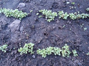 Fingerhutsprossen im Boden - Blumen können direkt aus Samen gezogen werden.