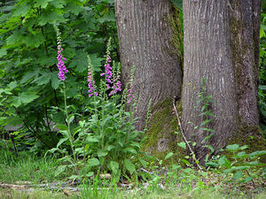 Fingerhut im Wald und im Garten - wie eine Pflanze in der Natur aussieht.