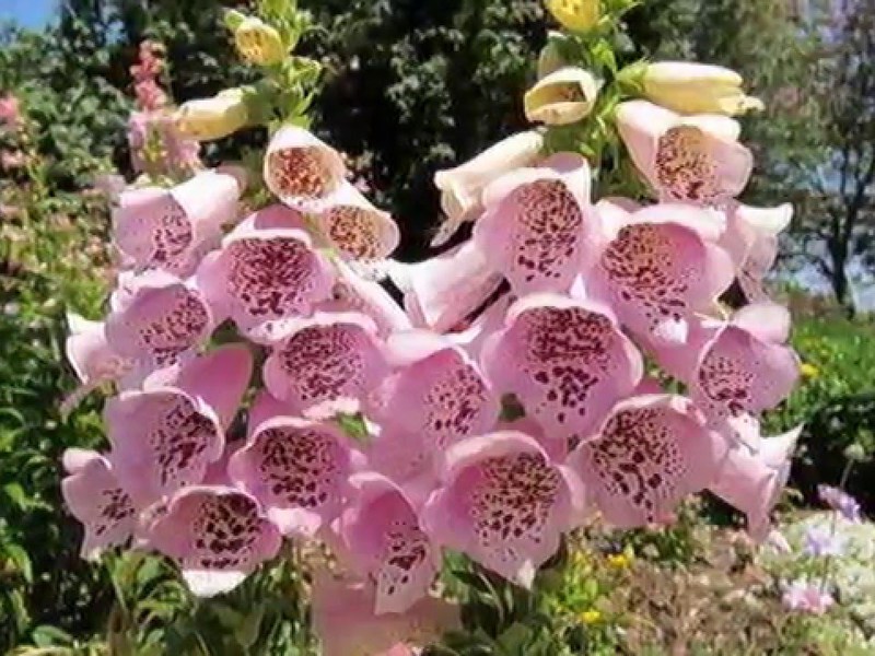 Foxglove розово - много красиви цветя