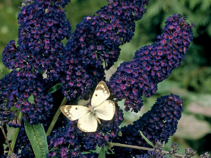 Buddleya Black Knight - цветята са почти черни.