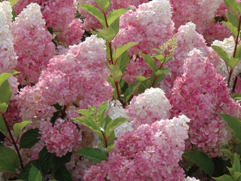 White Profusion buddleya er en blanding av hvite og rosa, veldig delikate nyanser.