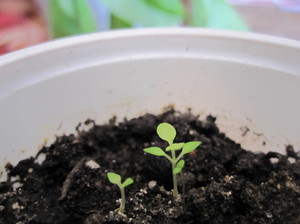 Budley sprouts - kami menanam anak benih.