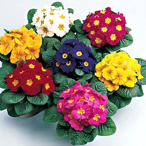 Primrose ovat kukkia, joita on monia eri sävyjä.