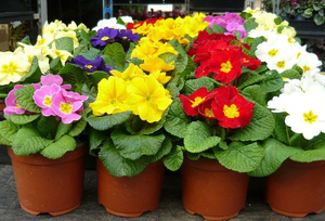 Primevère en pot - fleurs en vente