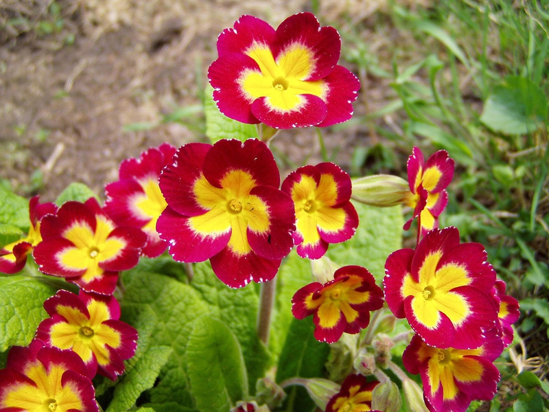 غالبًا ما يتم إعطاء زهرة الربيع المحفوظة بوعاء في 8 مارس.