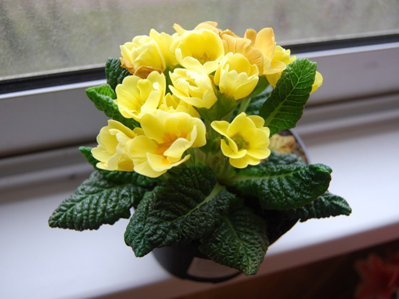Geltona raktažolė gėlė vazone atrodo labai gražiai