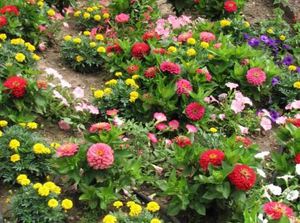 Klasifikácia jednoročných nízko rastúcich kvetov na kvetinové záhony