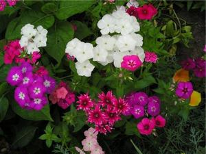Beschrijving van laagblijvende vaste planten voor bloembedden