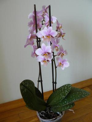 Regels voor het besproeien van orchideeën