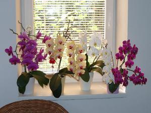 Orchidées d'intérieur