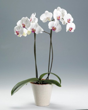 Како садити орхидеју