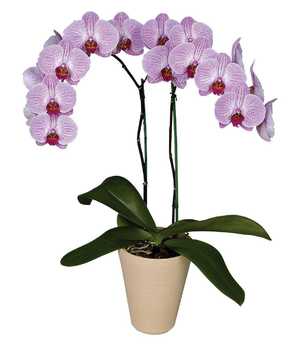 Variedades de orquídeas