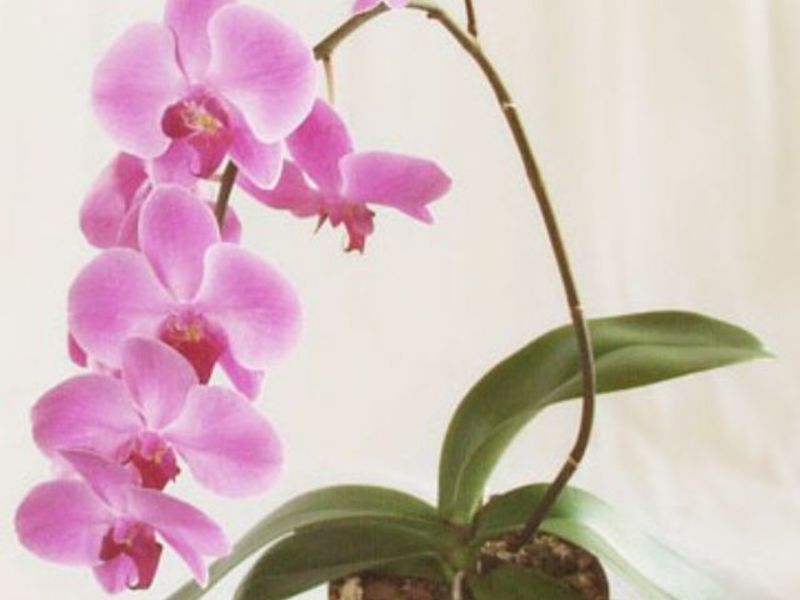 Jak dbać o orchidee
