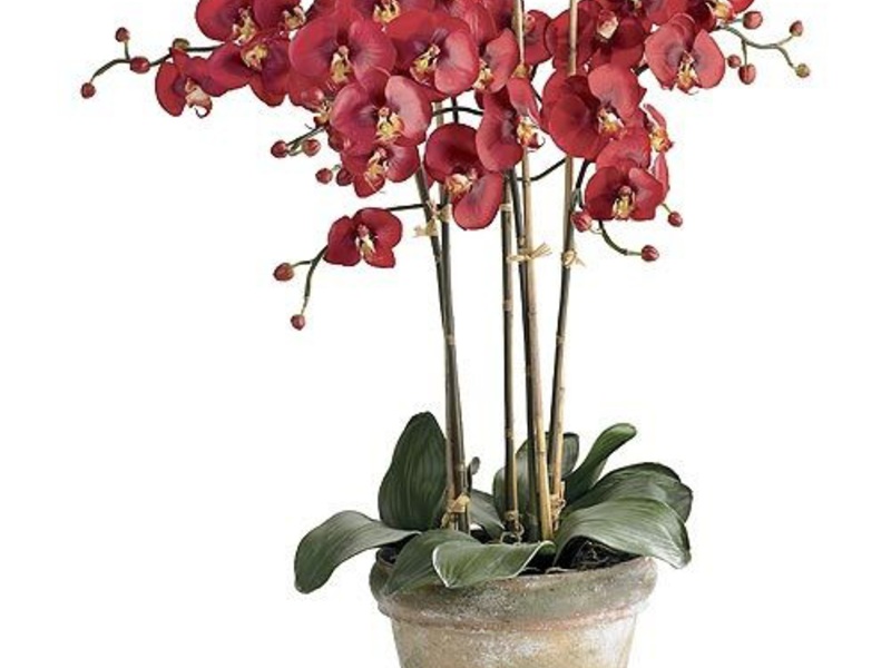 Wie man Orchideen richtig gießt