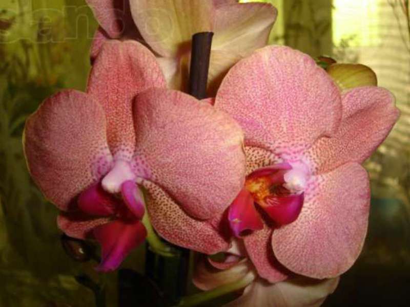 Condicions per al cultiu d’orquídies a casa