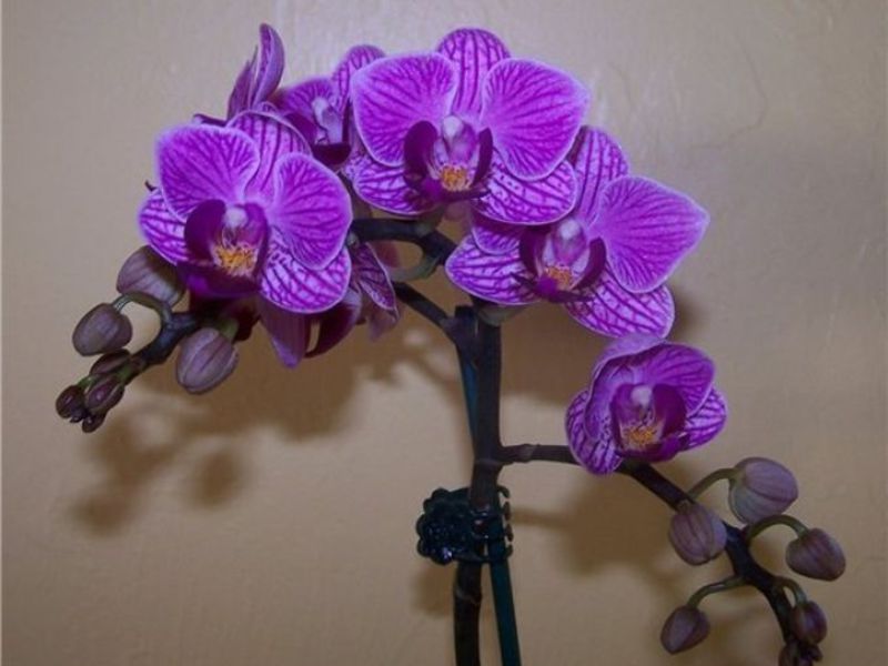 Mga peste sa orchid
