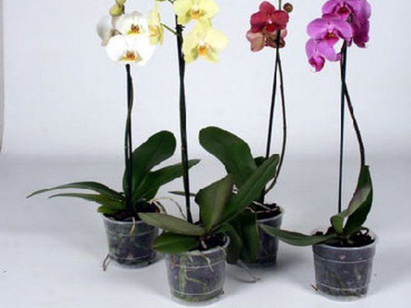 Hoe lang bloeit een orchidee