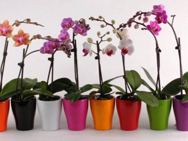Wie man Orchideen pflegt