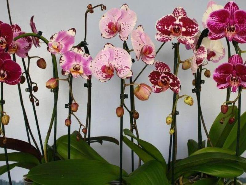 Typer och namn på orkidéer