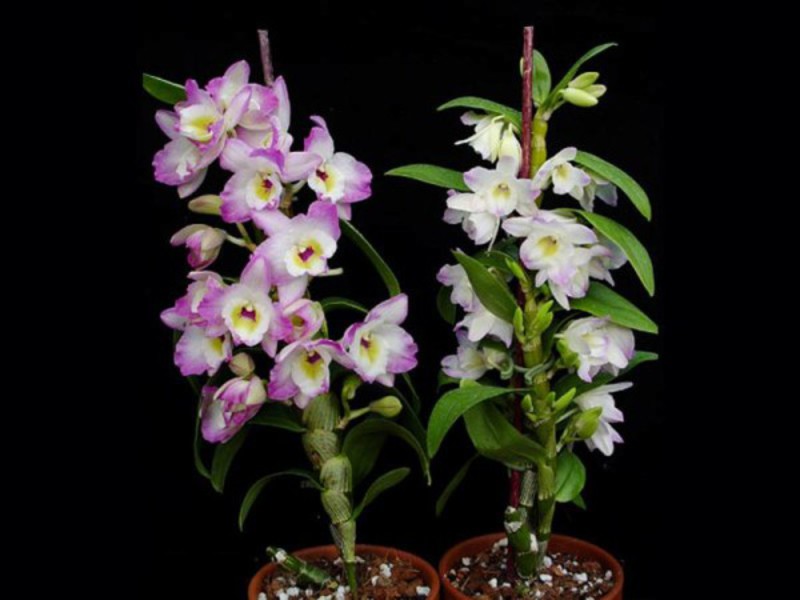 Orkidé blomstringsperiode