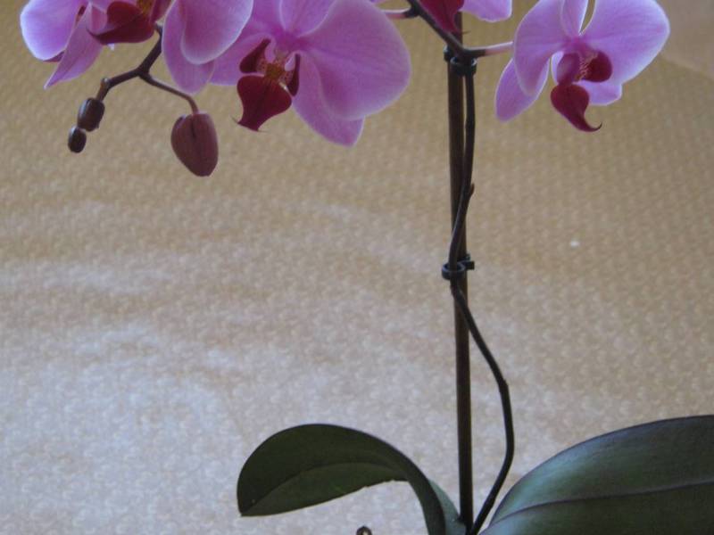 Indoor orchideeën