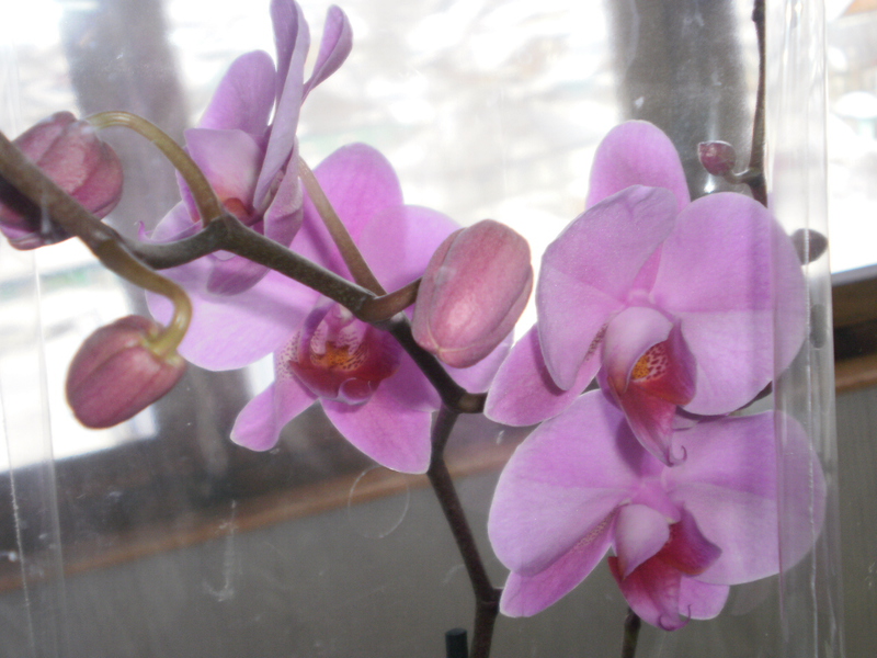Orkidea kukkii
