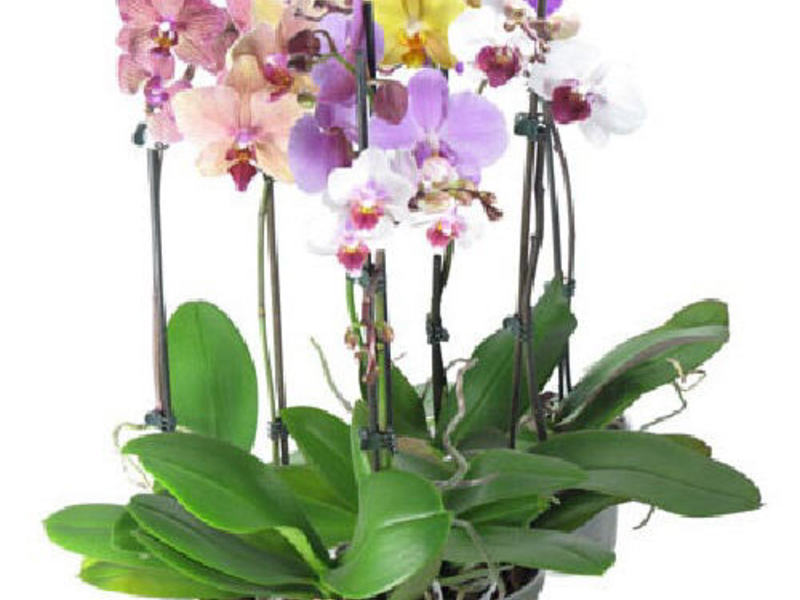 Soins des orchidées à domicile