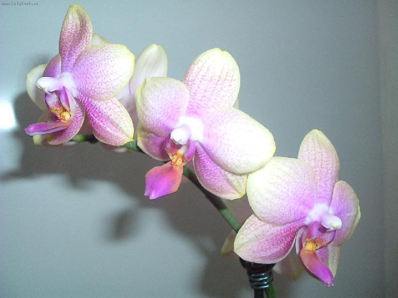 Sådan plejer du orkideer