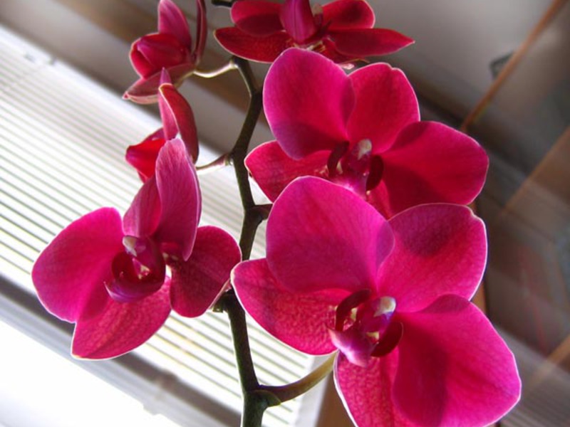 Orkidean väri