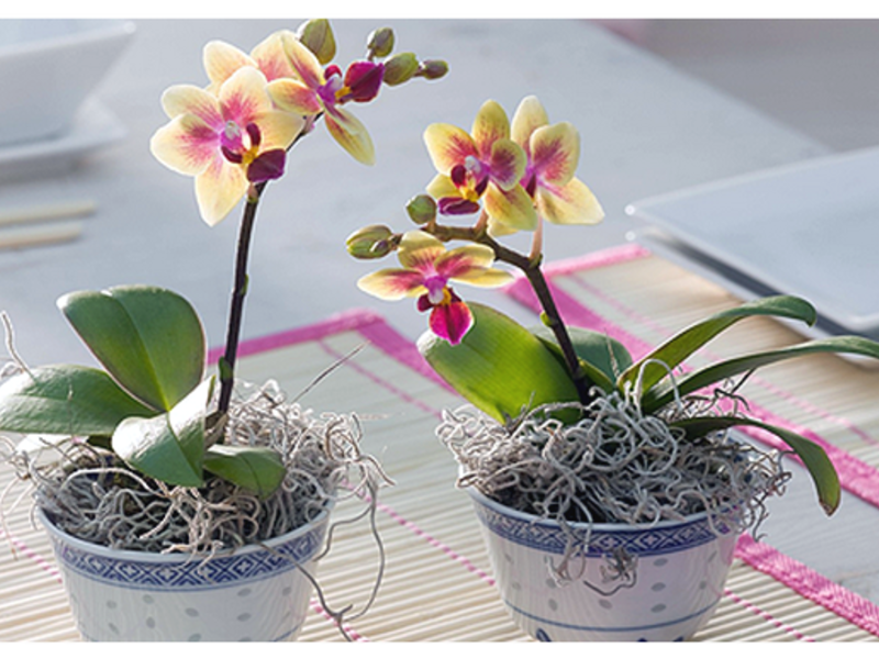 Orquídea caseira