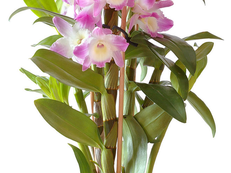 Indoor orchideeën