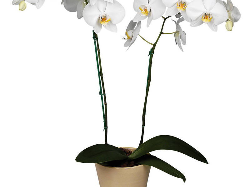 Iekštelpu orhidejas
