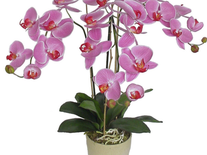 Kuinka hoitaa orkideat