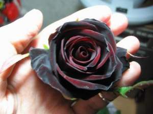 Значението на определен цвят роза